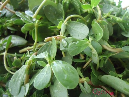 Semizotu Süt Yapar mı?